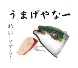 Yellowtail of the Sanuki dialect sticker #3552370