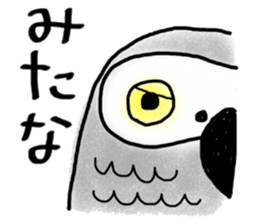Mel African Grey Parrot sticker #3567334