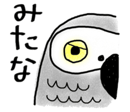 Mel African Grey Parrot sticker #3567334