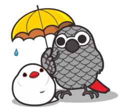 Miss Lovebird-Java&Grey Parrot sticker #3567551