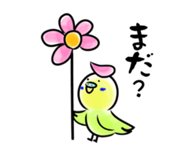 Parakeet with 365 days sticker #3577514