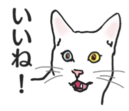 realcats2 sticker #3611466