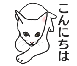 realcats2 sticker #3611471