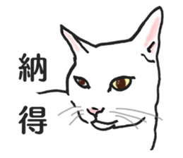 realcats2 sticker #3611486