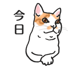 realcats2 sticker #3611490