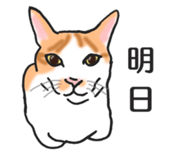 realcats2 sticker #3611491