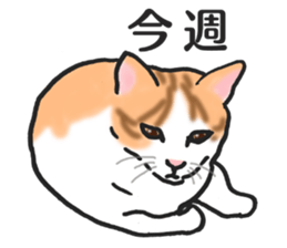 realcats2 sticker #3611492