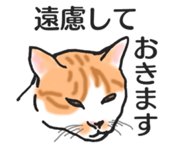 realcats2 sticker #3611494