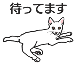 realcats2 sticker #3611501