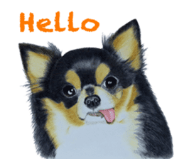 Yamato-kun of Maro eyebrow Chihuahua(En) sticker #3625026
