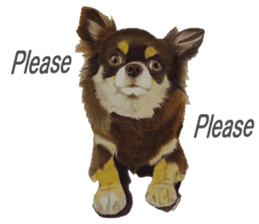 Yamato-kun of Maro eyebrow Chihuahua(En) sticker #3625040