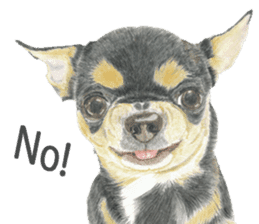 Yamato-kun of Maro eyebrow Chihuahua(En) sticker #3625042