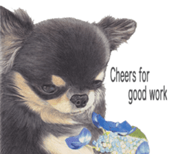 Yamato-kun of Maro eyebrow Chihuahua(En) sticker #3625049