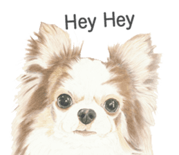 Yamato-kun of Maro eyebrow Chihuahua(En) sticker #3625054
