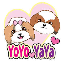 Shih Tzu Couple YaYa & YoYo