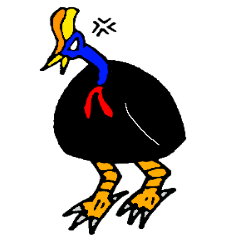 angry Cassowary