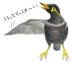 NORISAN BIRDS STICKER sticker #3721323