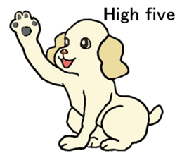 Toy poodle Waffle - real life sticker #3721353