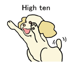 Toy poodle Waffle - real life sticker #3721354