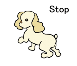 Toy poodle Waffle - real life sticker #3721359