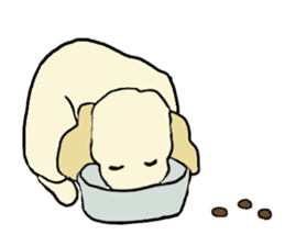 Toy poodle Waffle - real life sticker #3721362