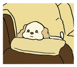 Toy poodle Waffle - real life sticker #3721365
