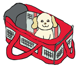 Toy poodle Waffle - real life sticker #3721368