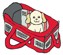 Toy poodle Waffle - real life sticker #3721368