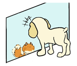 Toy poodle Waffle - real life sticker #3721370