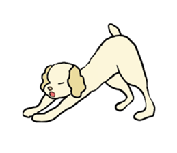 Toy poodle Waffle - real life sticker #3721373