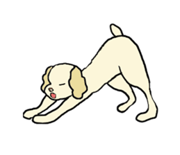 Toy poodle Waffle - real life sticker #3721373