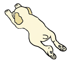 Toy poodle Waffle - real life sticker #3721376