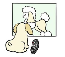 Toy poodle Waffle - real life sticker #3721387
