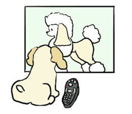 Toy poodle Waffle - real life sticker #3721387