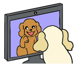 Toy poodle Waffle - real life sticker #3721389