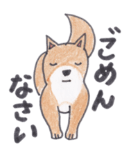 Choco-chan of the Shiba Inu sticker #3731767