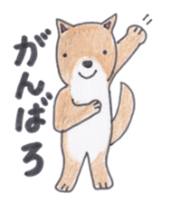 Choco-chan of the Shiba Inu sticker #3731773