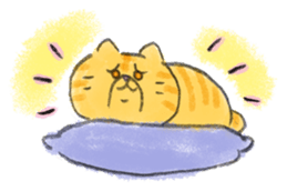 Muginosuke the exotic Shorthair sticker #3741234