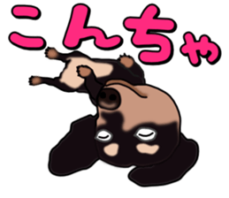 Dachs3 sticker #3762407