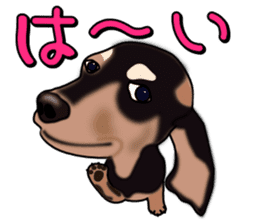 Dachs3 sticker #3762408