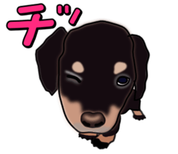 Dachs3 sticker #3762436