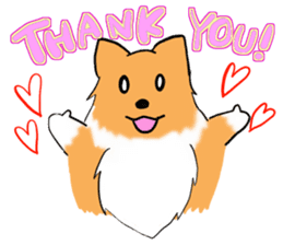 Shertie boy LAR sticker #3762687