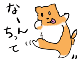 Shertie boy LAR sticker #3762701