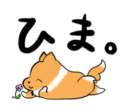 Shertie boy LAR sticker #3762704