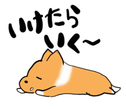 Shertie boy LAR sticker #3762712