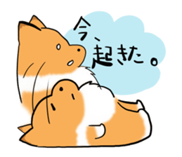 Shertie boy LAR sticker #3762713