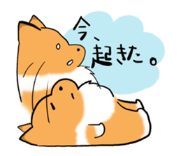 Shertie boy LAR sticker #3762713