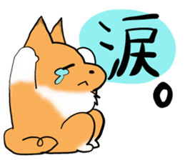 Shertie boy LAR sticker #3762723