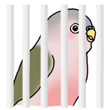 Happy Birds day! Hiyori and Apollo sticker #3763895