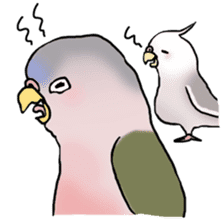 Happy Birds day! Hiyori and Apollo sticker #3763901